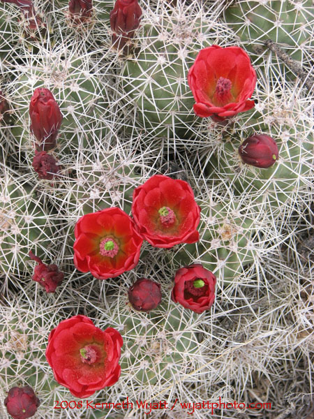 cactus, claret cup, Utah, Moab, red photo